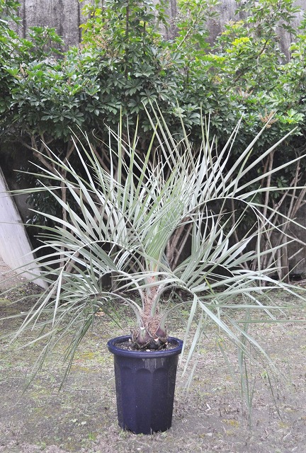 最も ココスヤシ シルバーグリーンリーフ300個 観葉植物